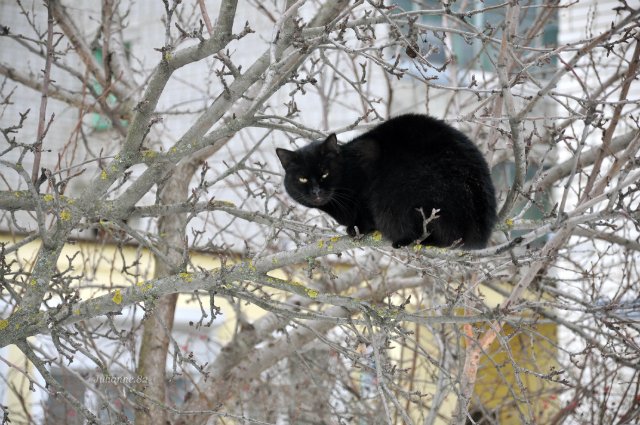 Коты прилетели... первые вестники весны (фото 3)