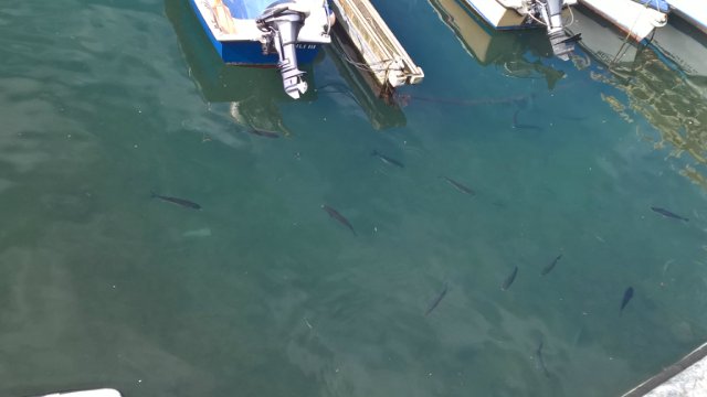 Пегий пёс, бегущий краем моря