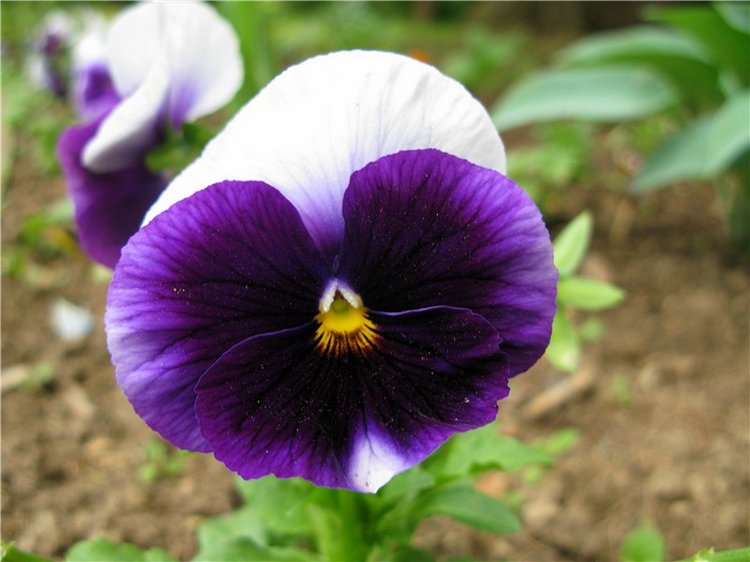 46-ой Пушкинский праздник поэзии в Берново. Часть первая (фото 9)