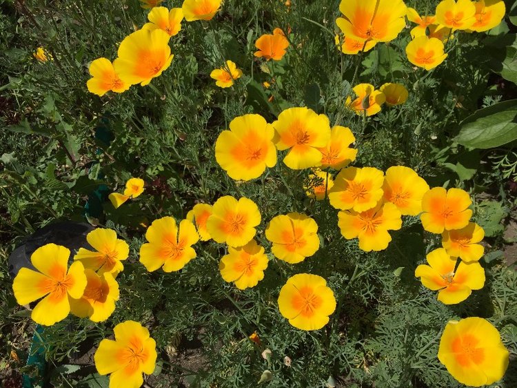 О чем мечтает Мариетта — Куклы Carmen Gonzalez (Кармен Гонсалез): Мариетта