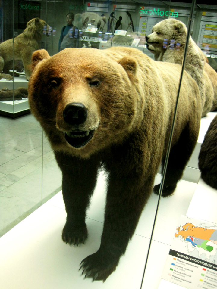 День в музее. Анжела в Государственном Дарвиновском музее