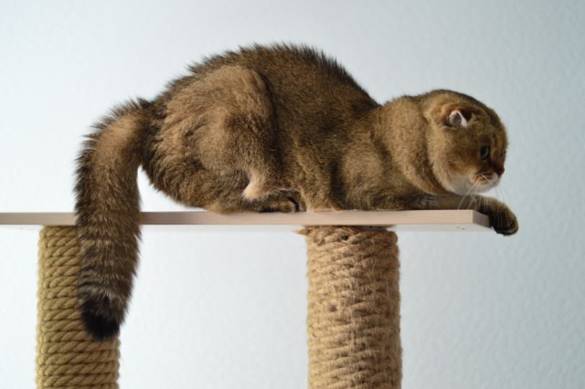 Опять котики. "Это все МА-Е!!" (фото 2)