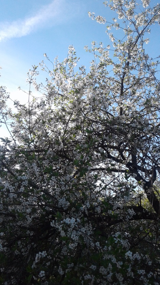 Природа Пскова: из весны в лето