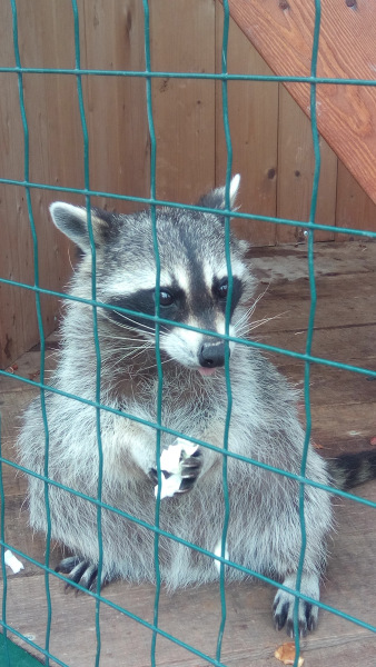 Тинка в экопарке — Куклы и тела Obitsu (Обитсу): 1/6 (фото 5)