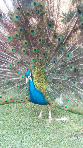 Тинка в экопарке — Куклы и тела Obitsu (Обитсу): 1/6