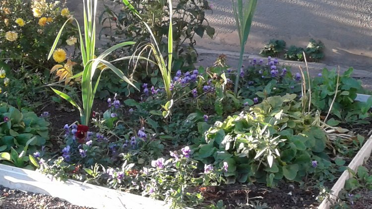 Зимнее солнце. Глава 10. Джаред из семьи Фоксов