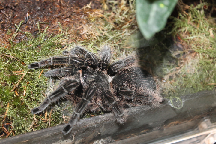 По Германии: зоопарк Лейпцига, часть 1