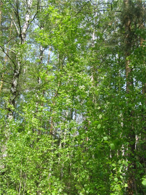 Воскресная прогулка часть 1 (фото 5)