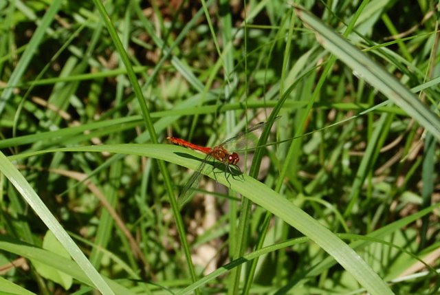 Путешествие по огромному миру! Ирис от E. Pfaffendorf и Тим от Susi Eimer