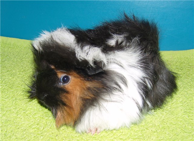 Мои любимые свинтусы Арлекин, Домино, Кёрли и Кума (фото 2)