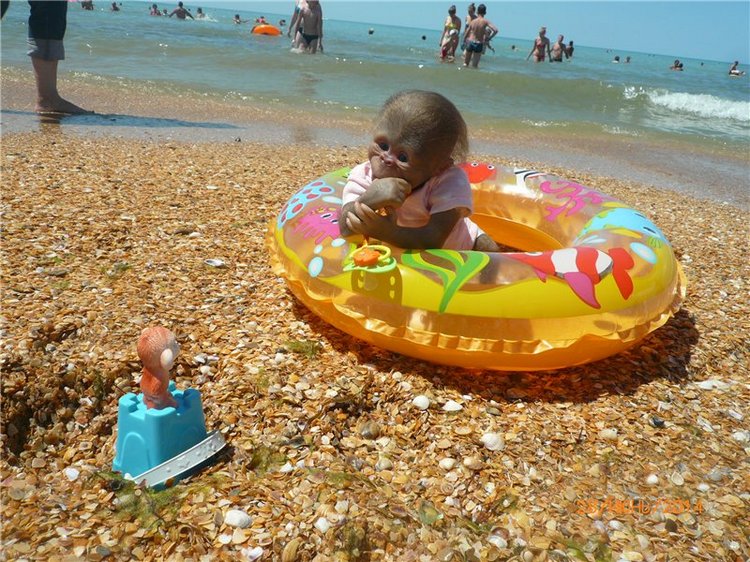 Анфисочка! Кукла - реборн - обезьянка Светланы Преображенской. Часть первая