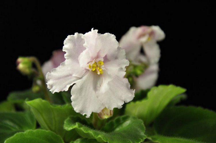 Еще немного о сумасшествии (фото 10)