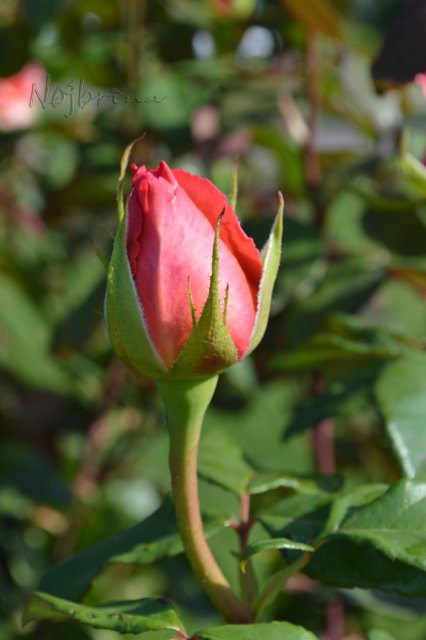 Питер - самый лучший город на земле! Вихтель Rosemarie Anna Muller