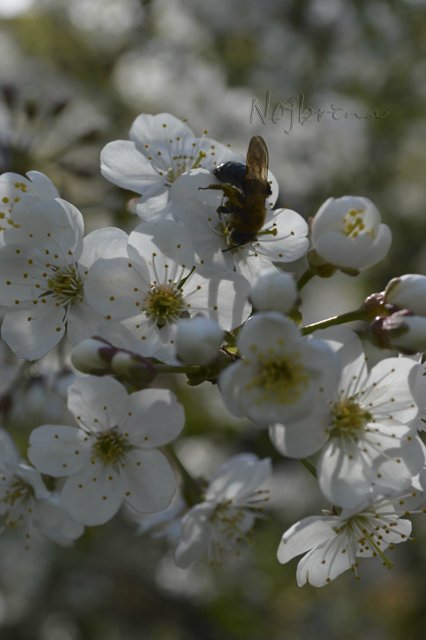Яркие краски. Вихтели Rosemarie Anna Muller