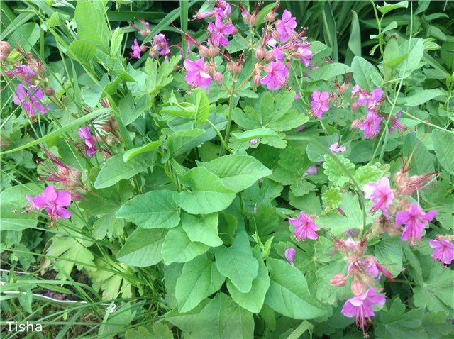 Малышки Шарнирочки из СССР, Кирово - Чепецкая фабрика