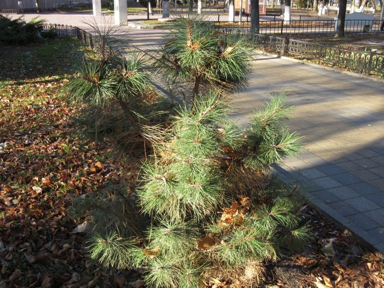 Утренняя прогулка в парке Горького с Соломоном и Анхен, или О сложностях гуляния с собакой и куклой одновременно (фото 8)