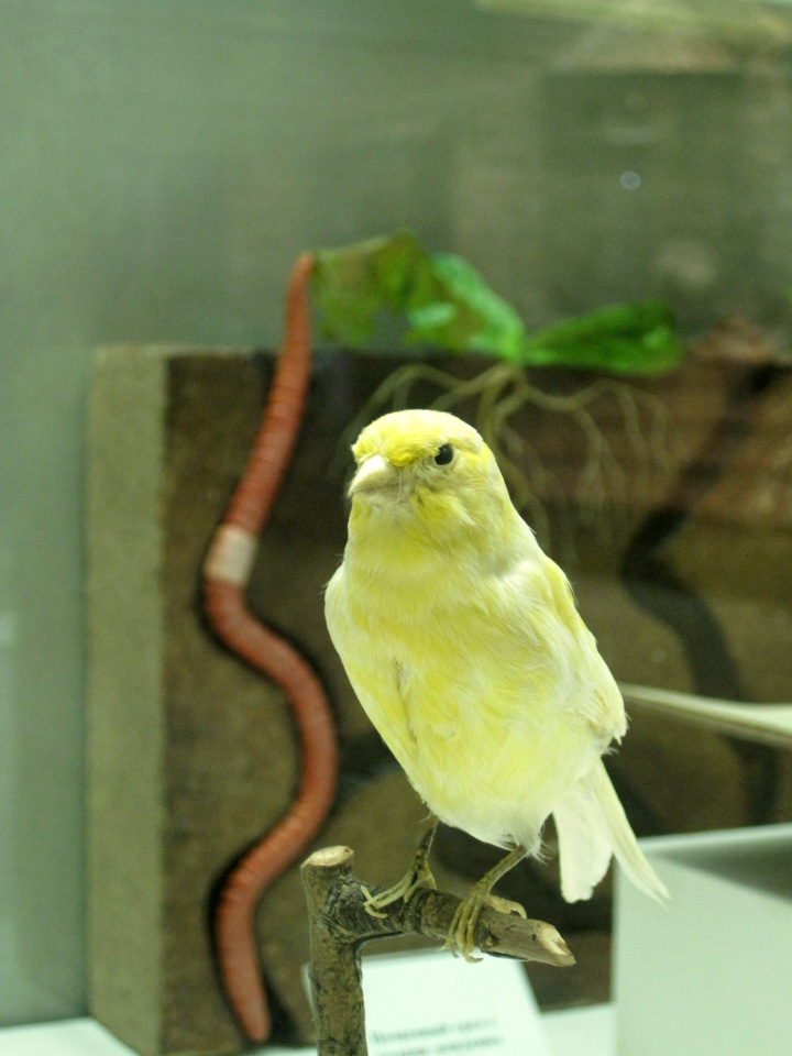 День в музее. Анжела в Государственном Дарвиновском музее