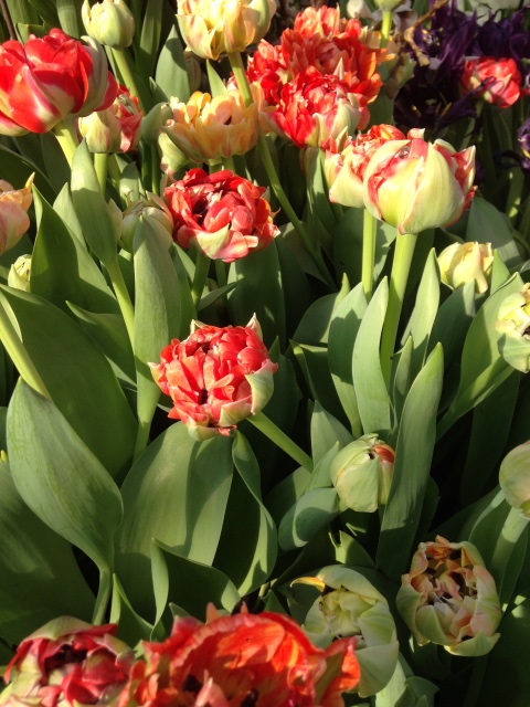 Прогулка Эмили в аптекарском огороде. H. Maciak | Бэйбики Прогулка Эмили в аптекарском огороде. H. Maciak