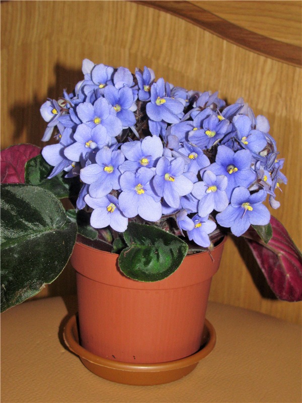 Моя Адора Фиалка — Куклы Adora (Адора): коллекционные виниловые