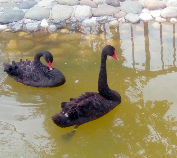 Тинка в экопарке — Куклы и тела Obitsu (Обитсу): 1/6