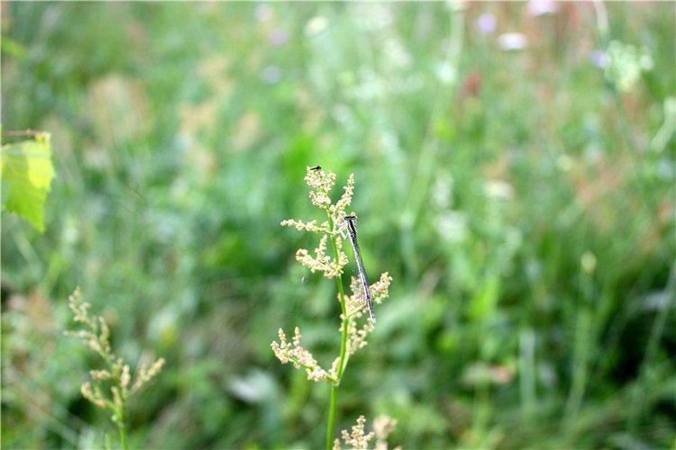 Просто Соня. Уникальные куклы от Сильвии Наттерер | Бэйбики Просто Соня. Уникальные куклы от Сильвии Наттерер