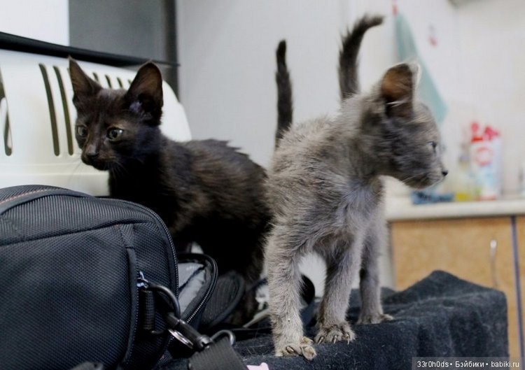 Не проходите мимо! Срочно нужна ваша помощь больным котикам и котятам (фото 9)