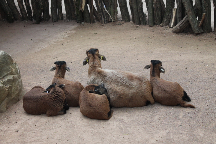 По Германии: зоопарк Лейпцига, часть 1