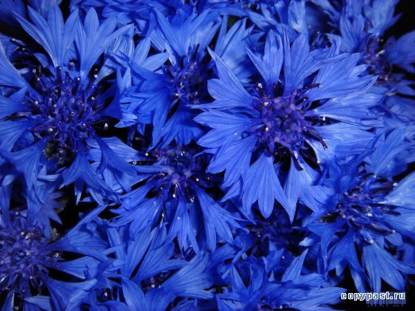 Очень синий топик или Королевский сапфир. Коллекционная фарфоровая кукла Наоми (Naomi) от Кристин Оранж