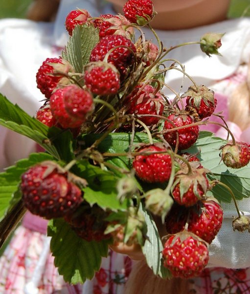 Путешествие по огромному миру! Ирис от E. Pfaffendorf и Тим от Susi Eimer