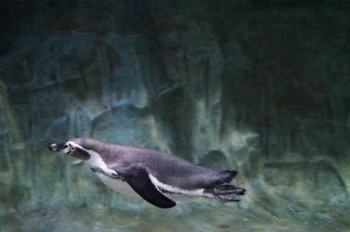 Воронежский океанариум — Туризм и путешествия: фотоотчеты из поездок