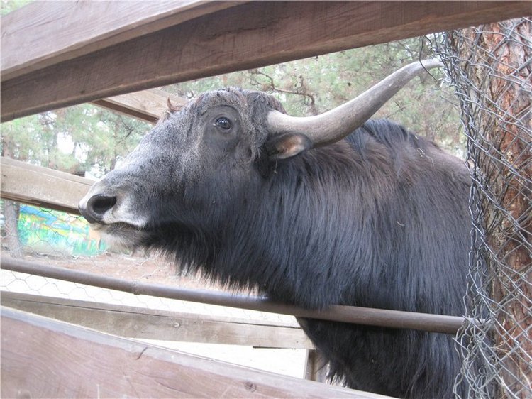 Галчонок и лето. Винтажна куколка СССР Галя