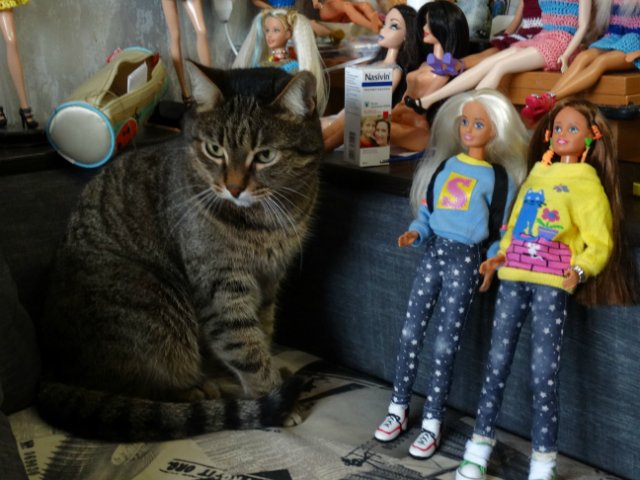 Моего кота не волнуют конкурсы, он просто любит фотографироваться