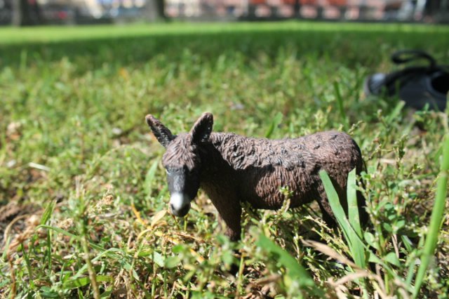 Раз, два, три, четыре, пять... Вышел ослик погулять | Бэйбики Раз, два, три, четыре, пять... Вышел ослик погулять