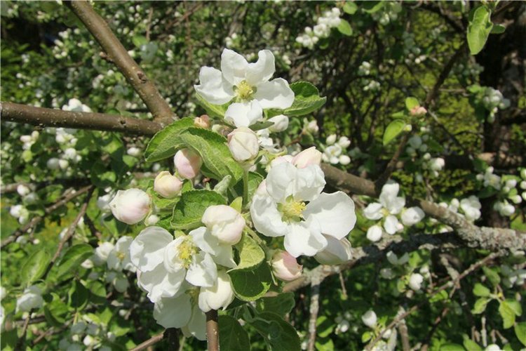 Субботний вояж. Третья часть | Бэйбики Субботний вояж. Третья часть