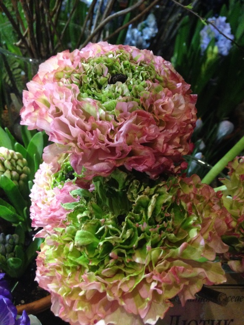 Поздравление с 8 Марта или "Репетиция весны в аптекарском огороде"