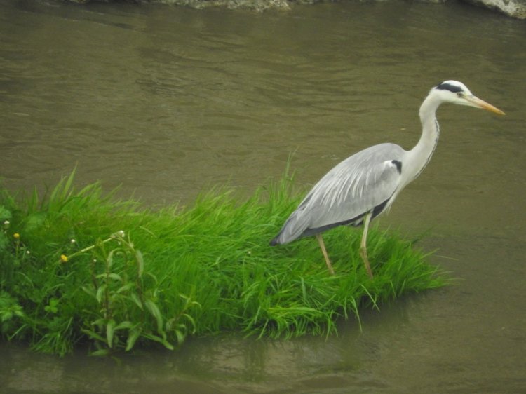 Любителям птиц. Серая цапля Словении