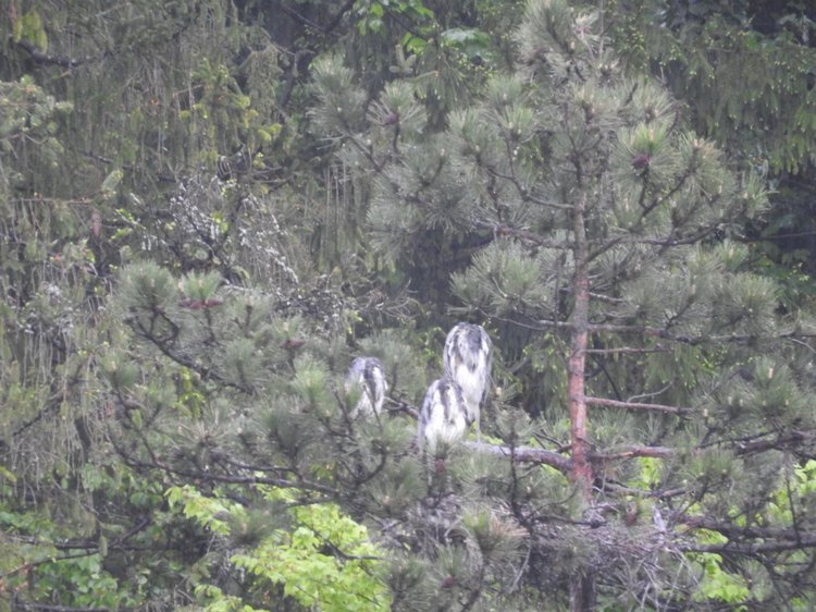 Любителям птиц. Серая цапля Словении