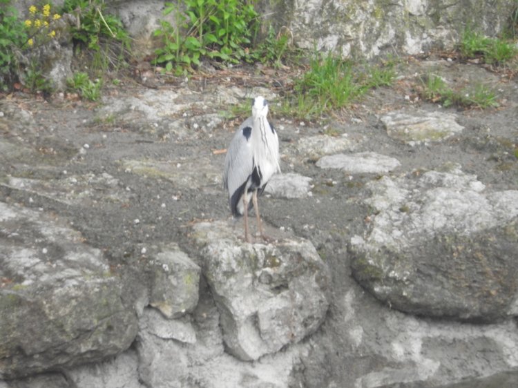 Любителям птиц. Серая цапля Словении