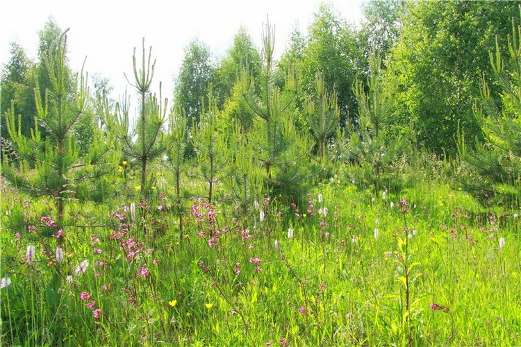 Нежный Июнь — Антикварные куклы Simon & Halbig (S&H): Симон Хальбиг