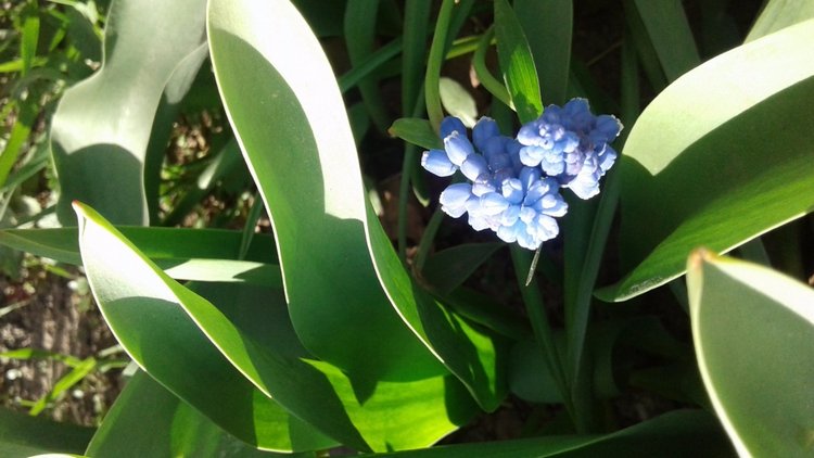 Природа Пскова: из весны в лето (фото 10)