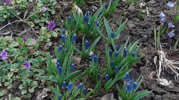 Природа Пскова: из весны в лето