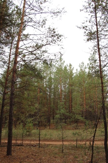 По грибы. Бузулукский бор