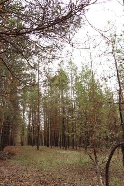 По грибы. Бузулукский бор