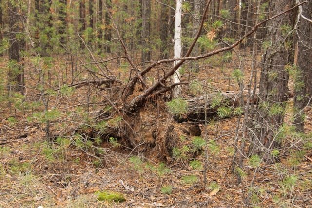 По грибы. Бузулукский бор