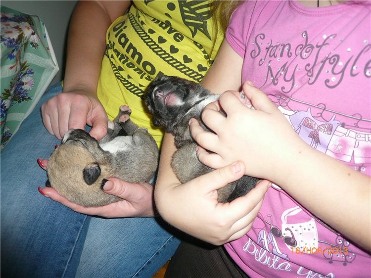 Куклы и собаки. Радость в нашем доме