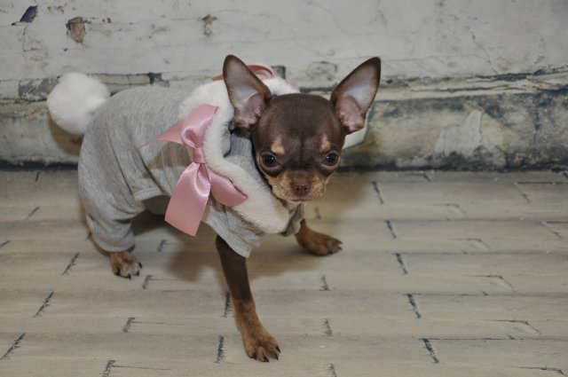 Лайла (Кайе Виггз) с Феней (чишечка). Надеюсь, что любителей собачек на сайте также много, как и поклонников кукол от Кайе