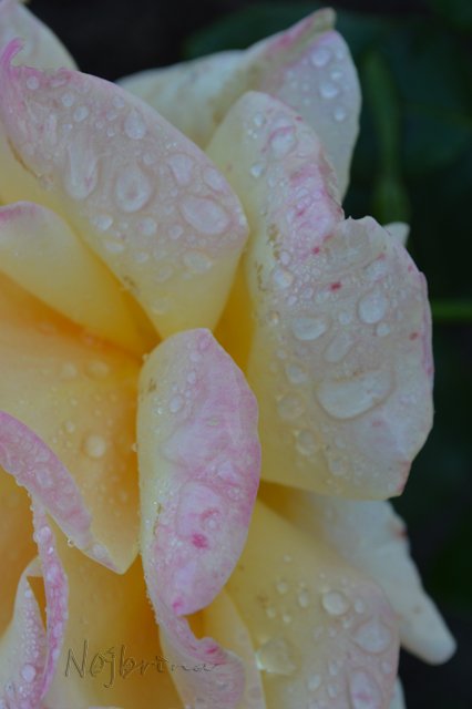 Питер - самый лучший город на земле! Вихтель Rosemarie Anna Muller (фото 5)