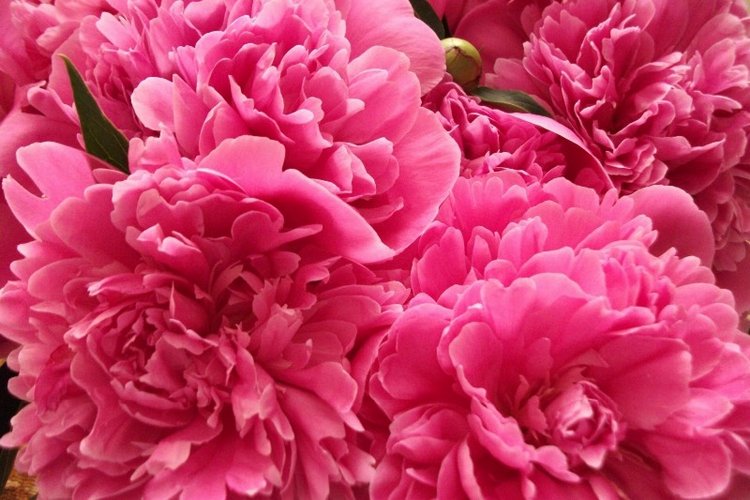 Головокружительные, обворожительные балеринки-лебеди! Адриана от Susan Lippl и две ее сестренки от Lee Middleton Часть