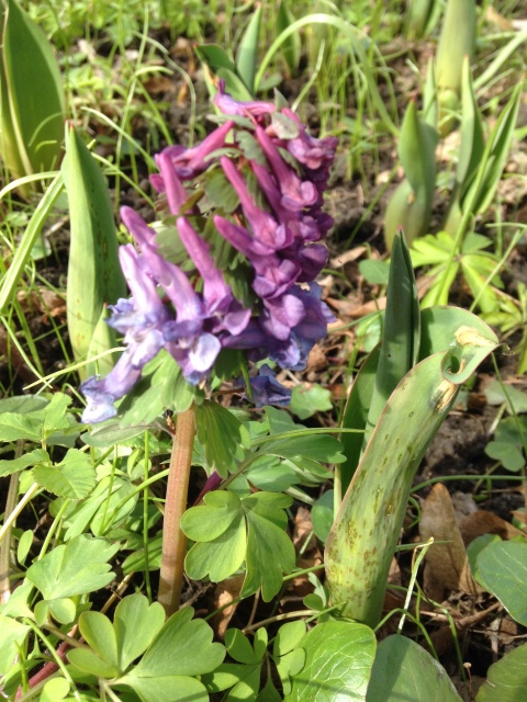 Фотосессия Скилле в Аптекарском огороде. Skille mini club от A. Himstedt