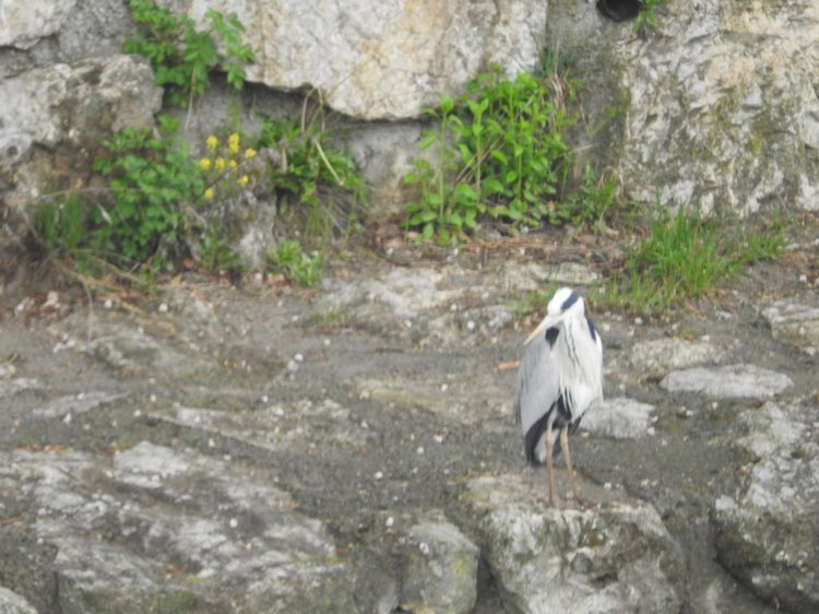 Любителям птиц. Серая цапля Словении